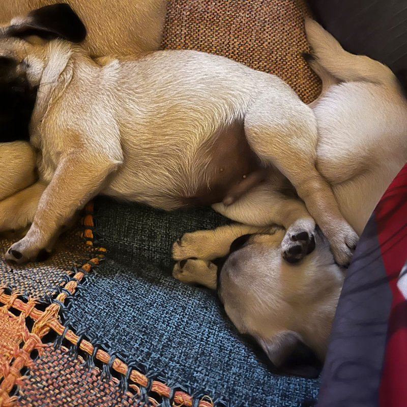 Lindos filhotes de Pugs - Foto 3