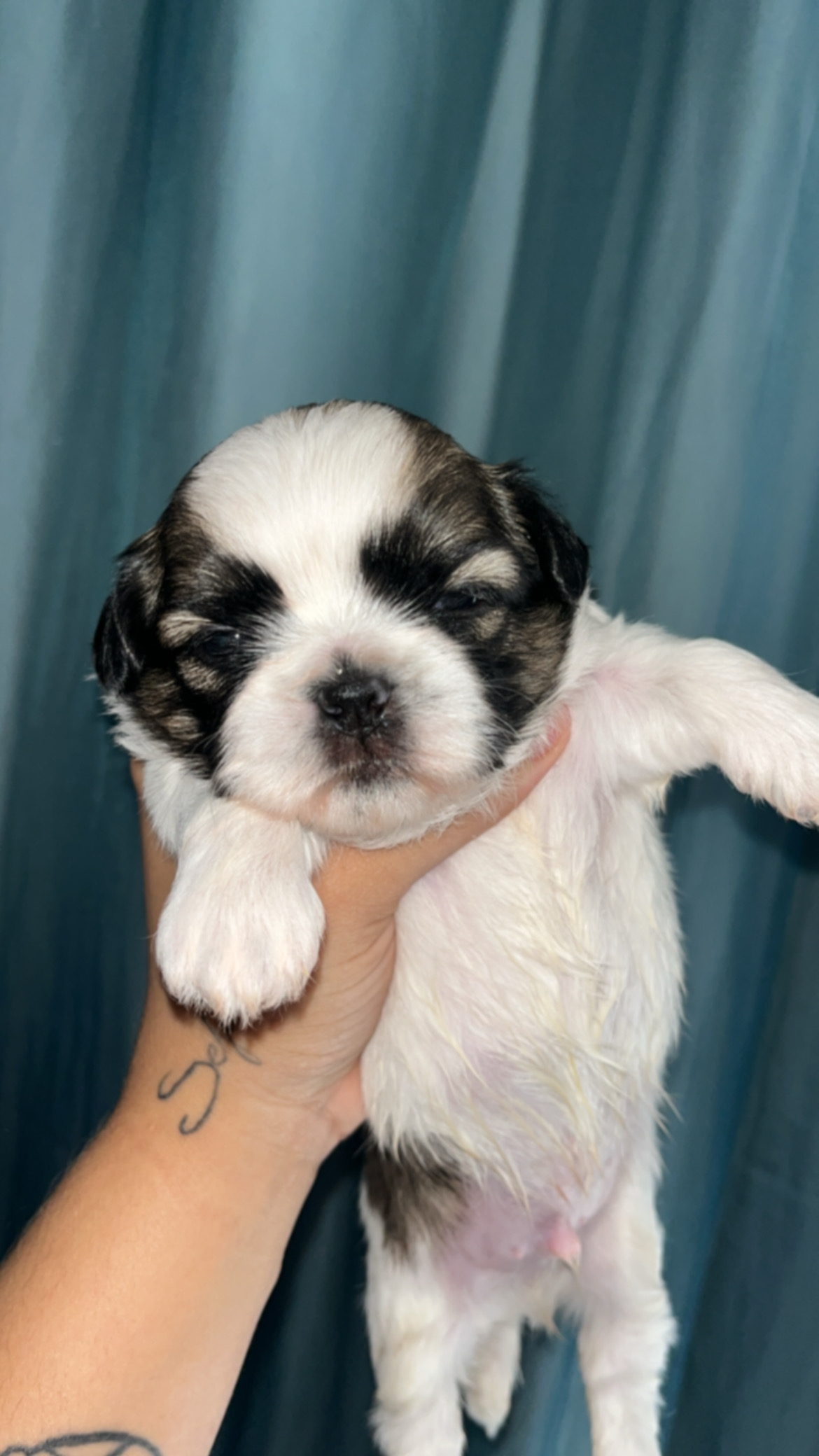 Portal Vendocão Vendo filhote de shih tzu macho  Samambaia norte 