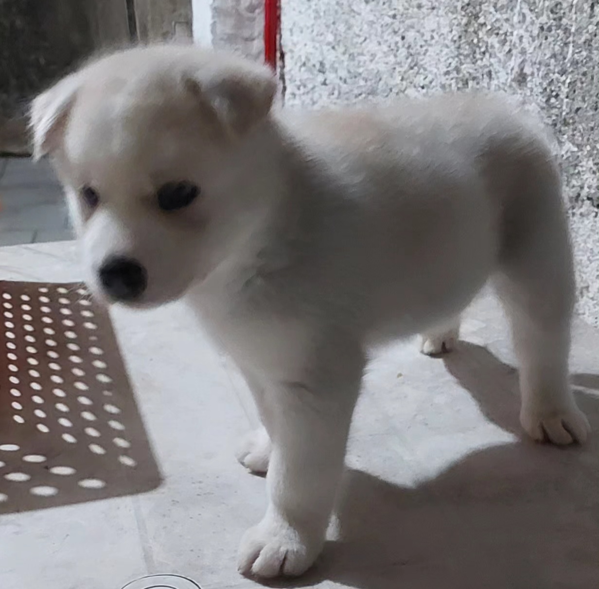 Portal Vendocão Filhote macho com 48 dias  Jaboatão dos Guararapes