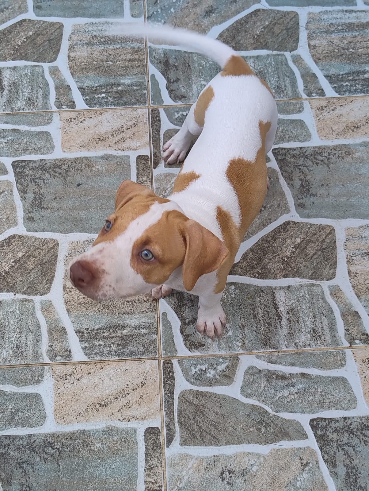 Vendo filhotes de Pitbull  - Foto 3