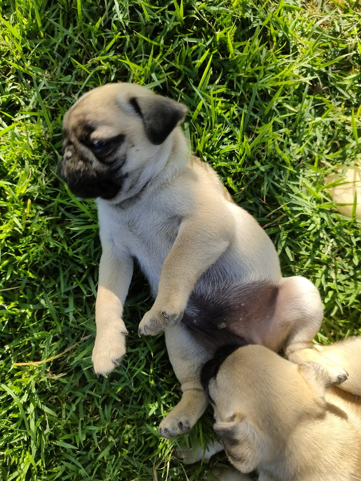 Portal Vendocão Cachorro Pug  Baixo Guandu