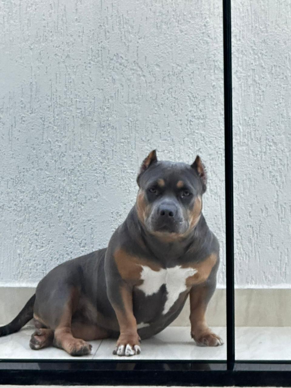 Portal Vendocão American Bully com Pedigree Rio de Janeiro