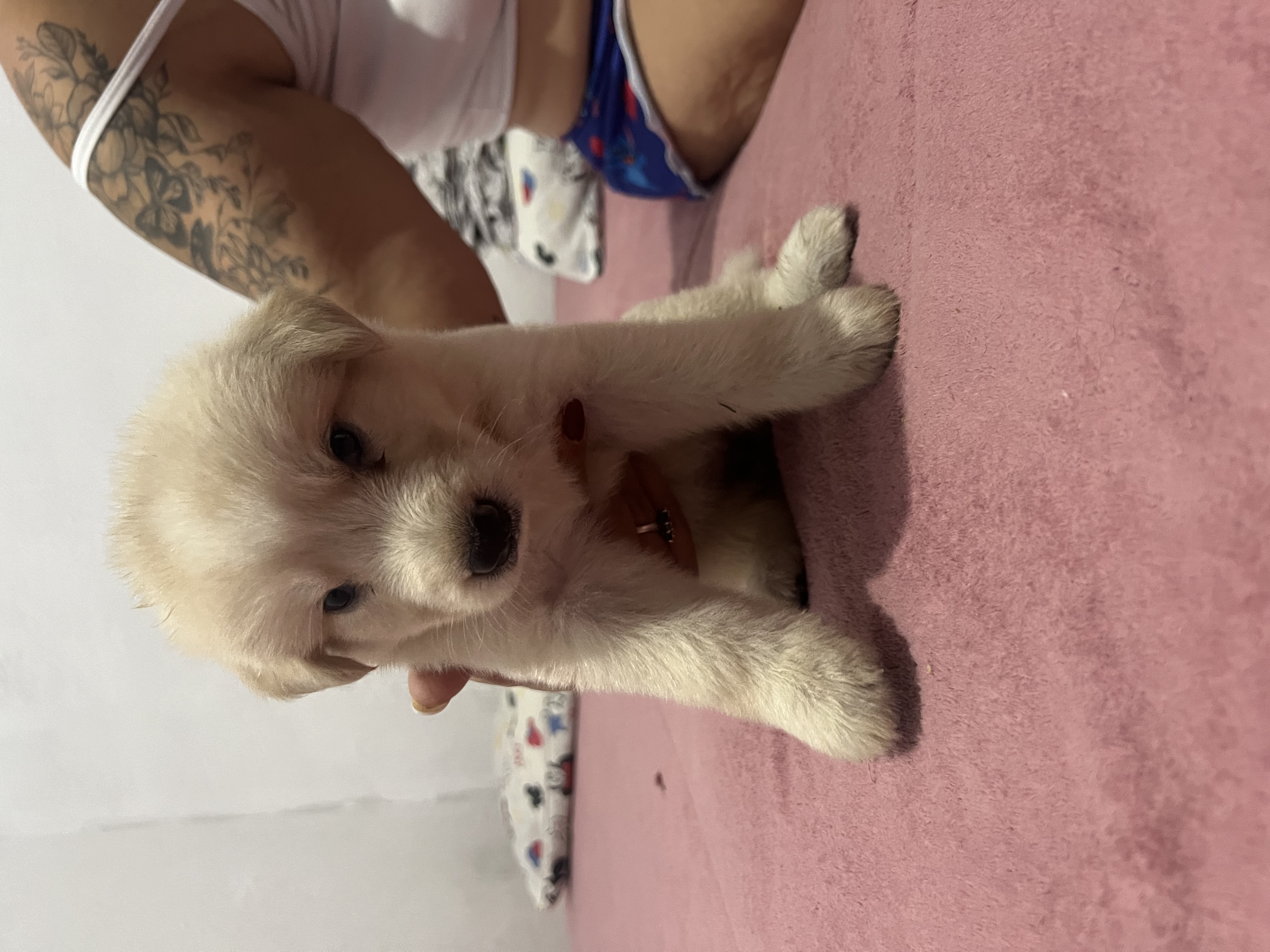 Portal Vendocão Vendo pastor alemão fêmea pastor suíço  fêmea . Fortaleza 