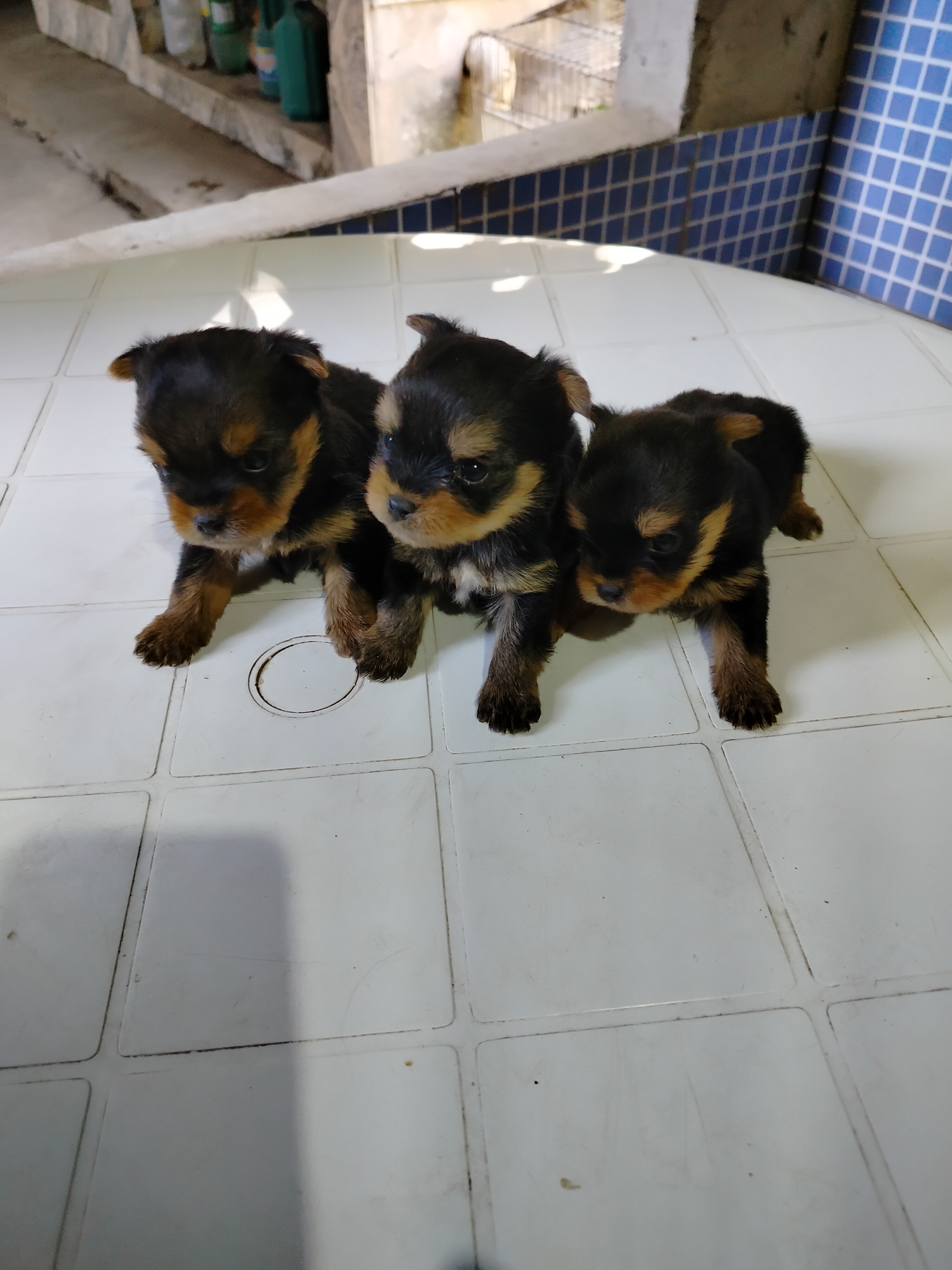 Portal Vendocão Vende-se filhotes de yorkshire falar com Zezinho Fone:62995358085 Goiânia macho Goiânia 