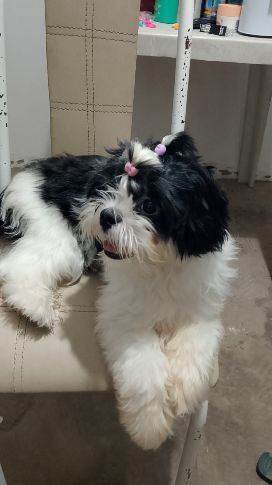 Portal Vendocão Vendo cachorro shih tzu São Luís 