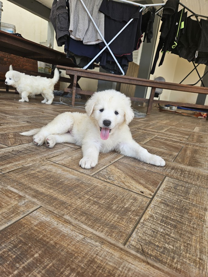 Vendo filhotes de Pastor Hungaro (Kuvasz)