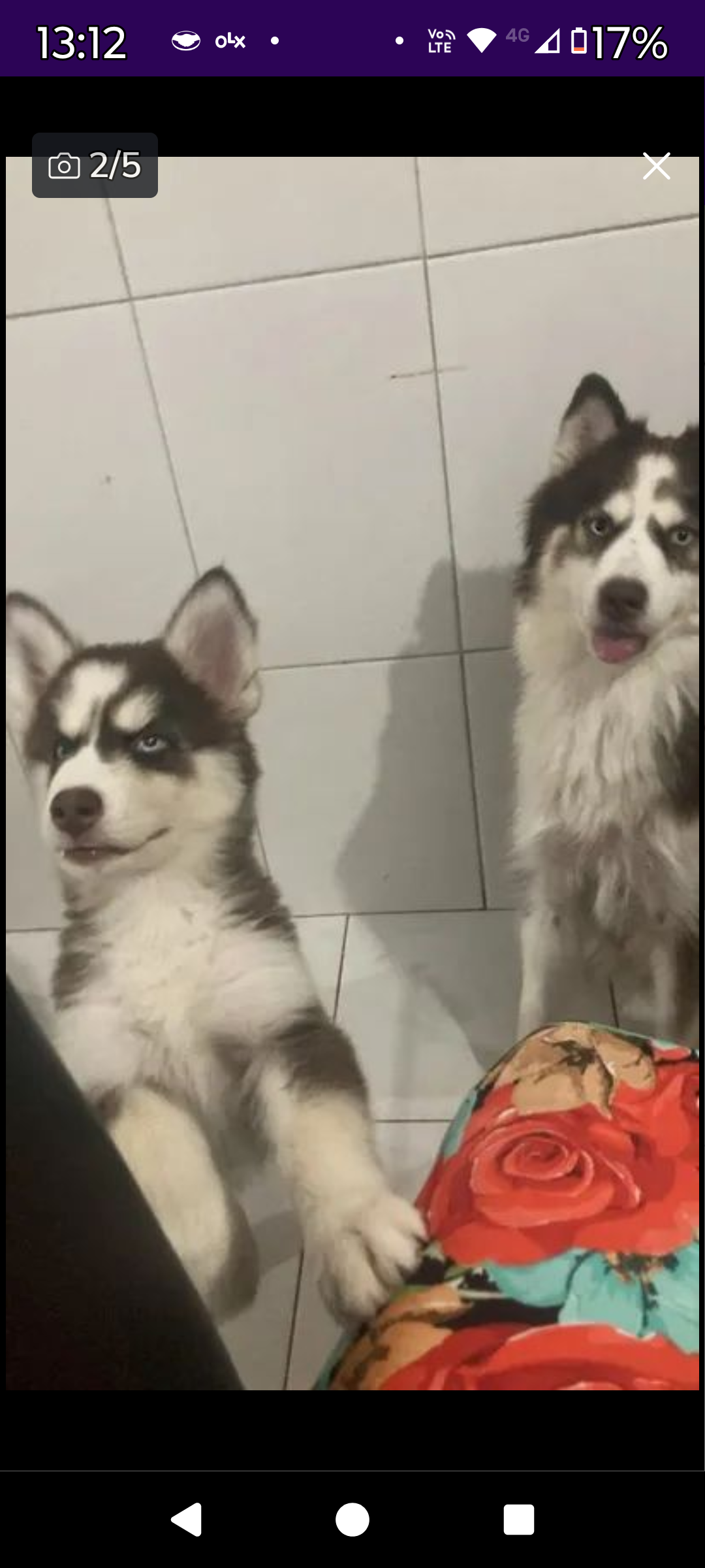 Portal Vendocão Husky siberiano Maceió 