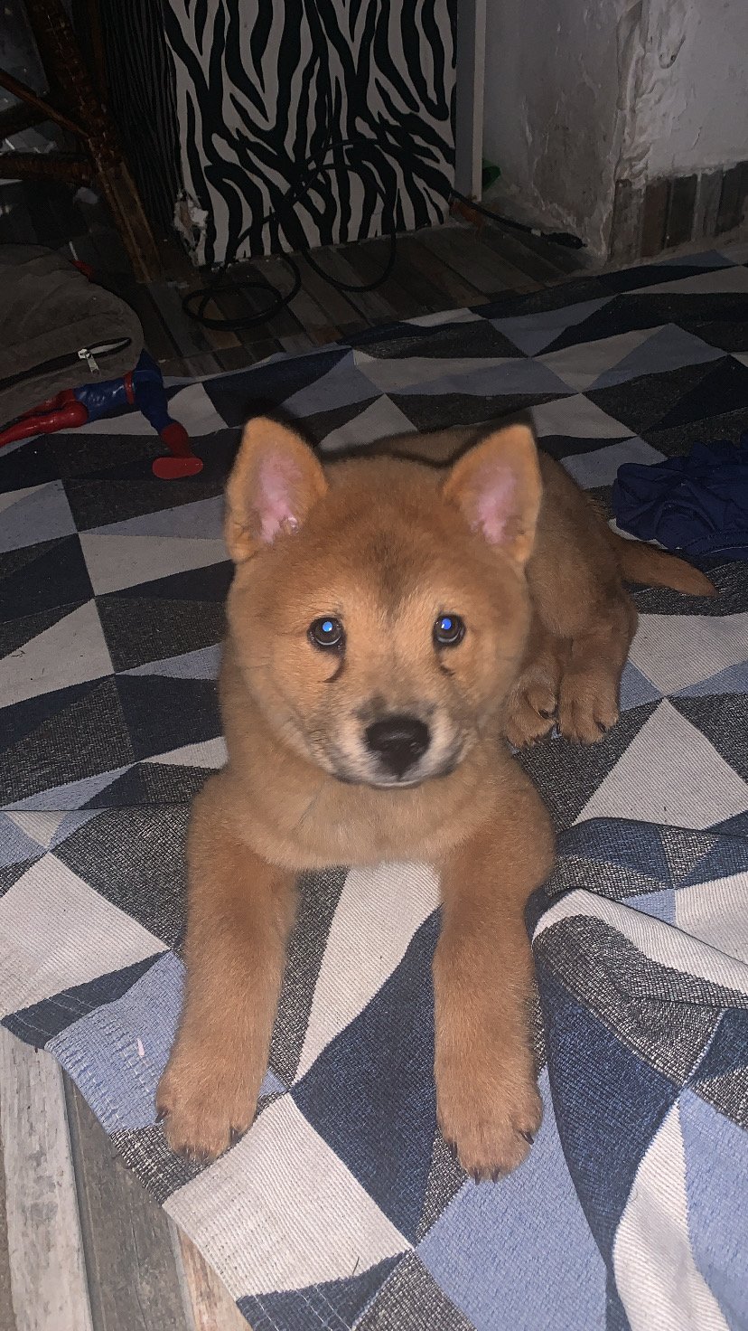 Cachorro macho chowchow