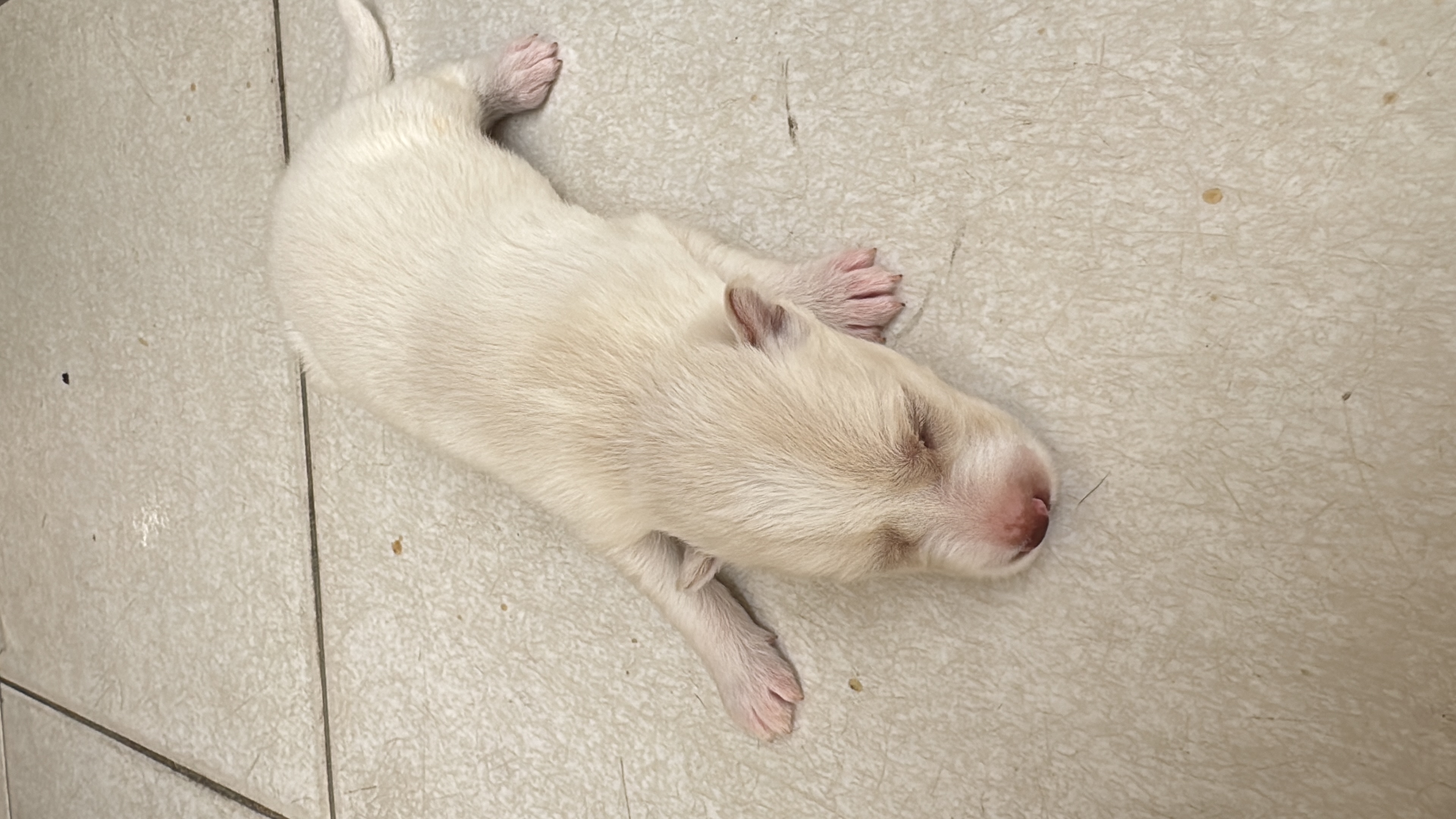 Portal Vendocão Husky siberiano Holly Itabaiana