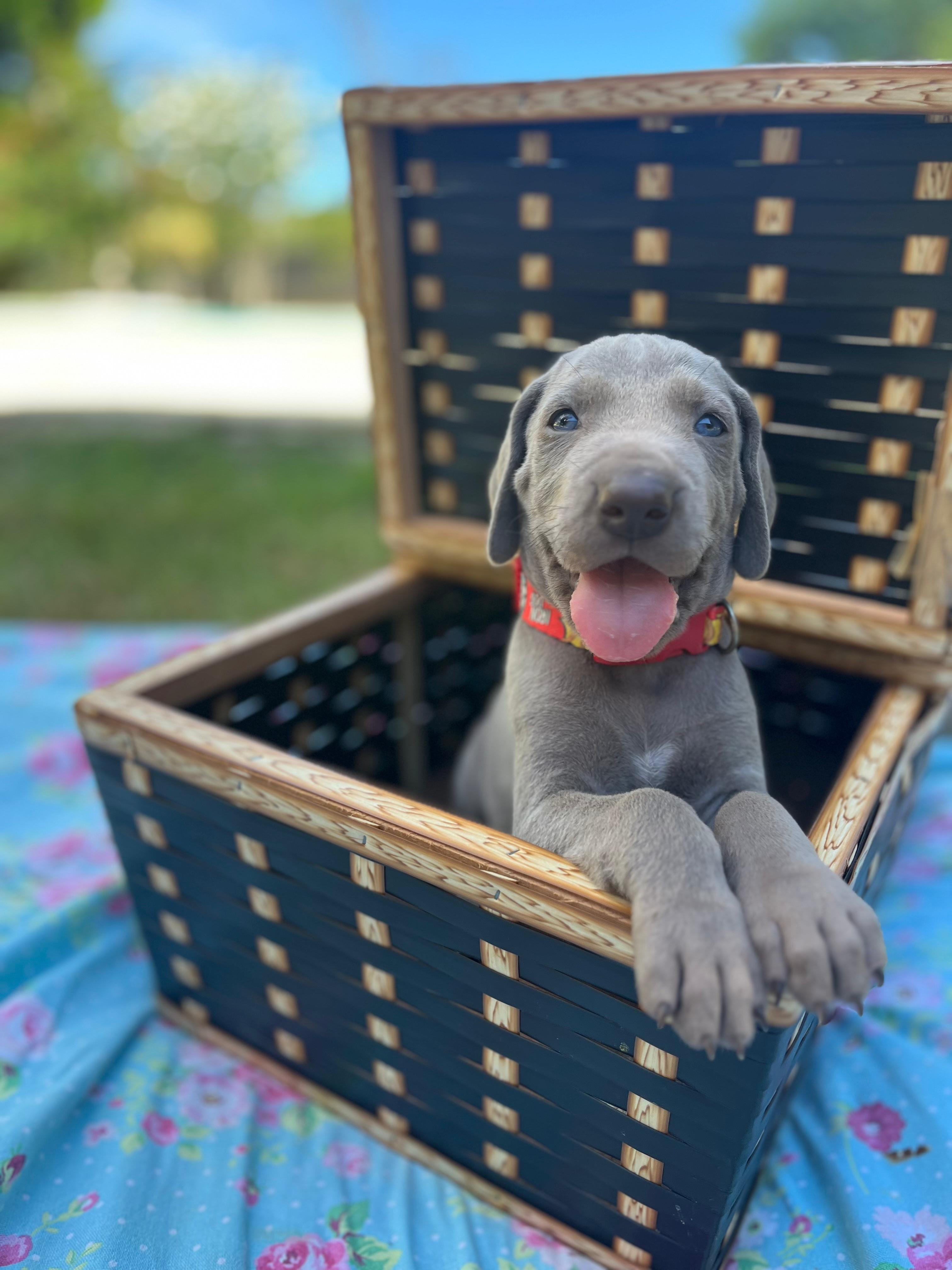 Portal Vendocão Filhotes Weimaraner  Vila Velha