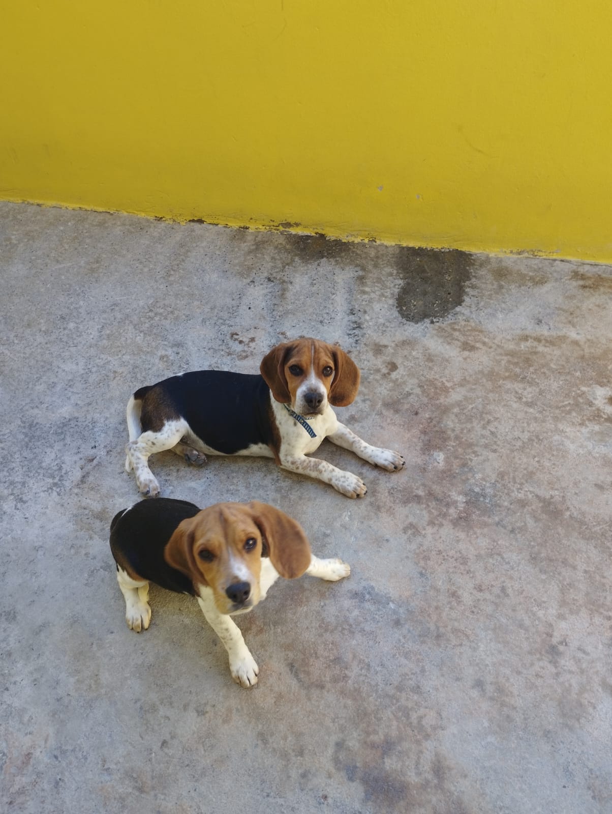 filhotes de Beagle Ouro Branco