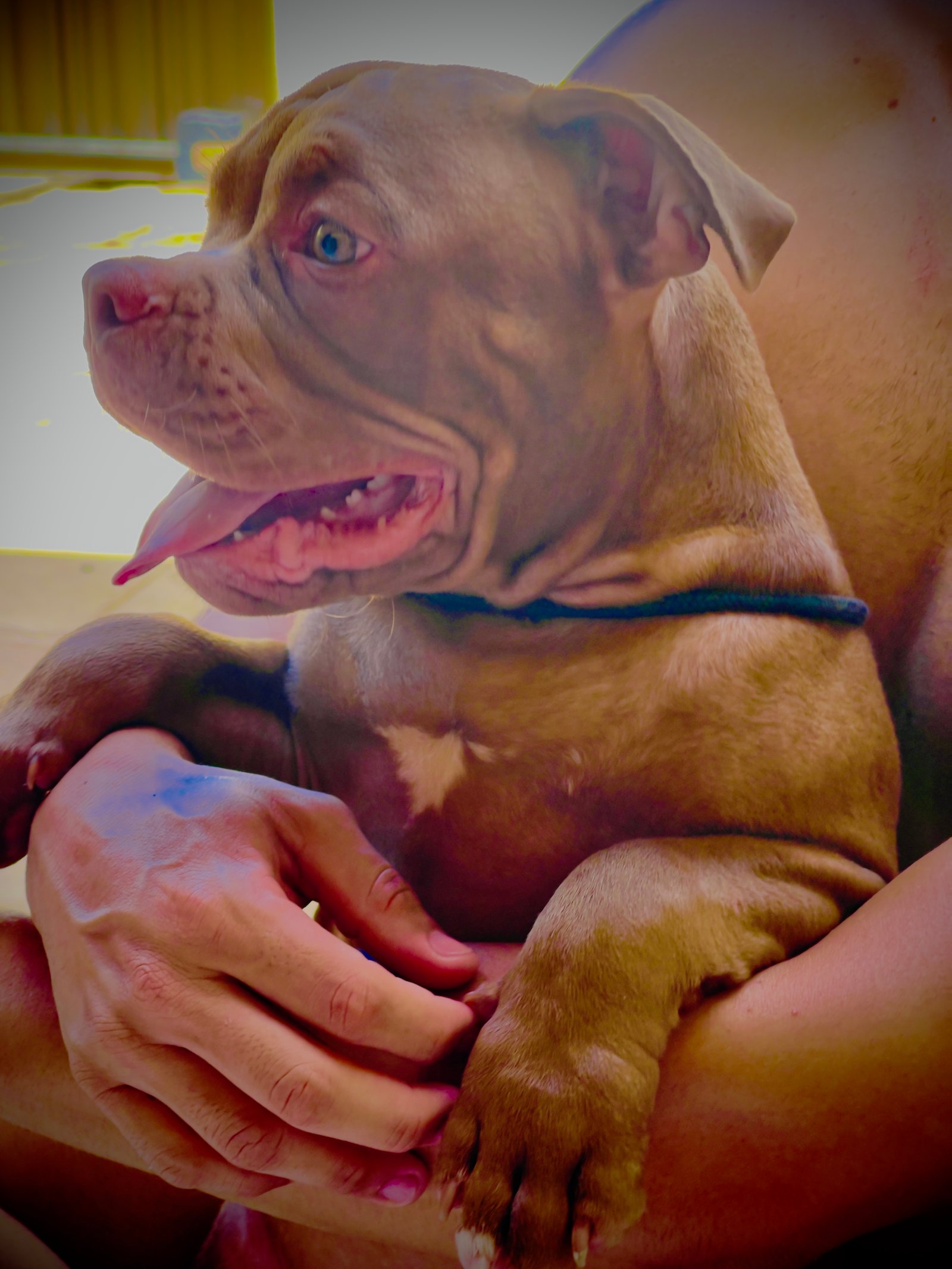 filhotes de American bully 