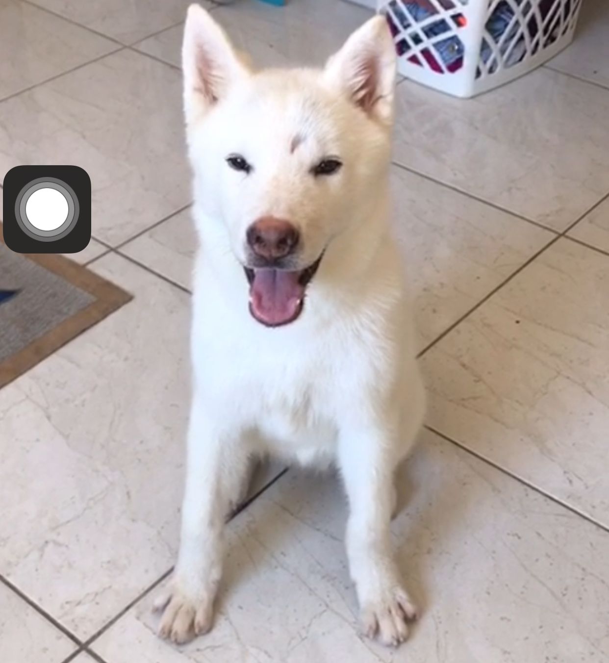 Portal Vendocão Vendo Husky siberiano  Serra 