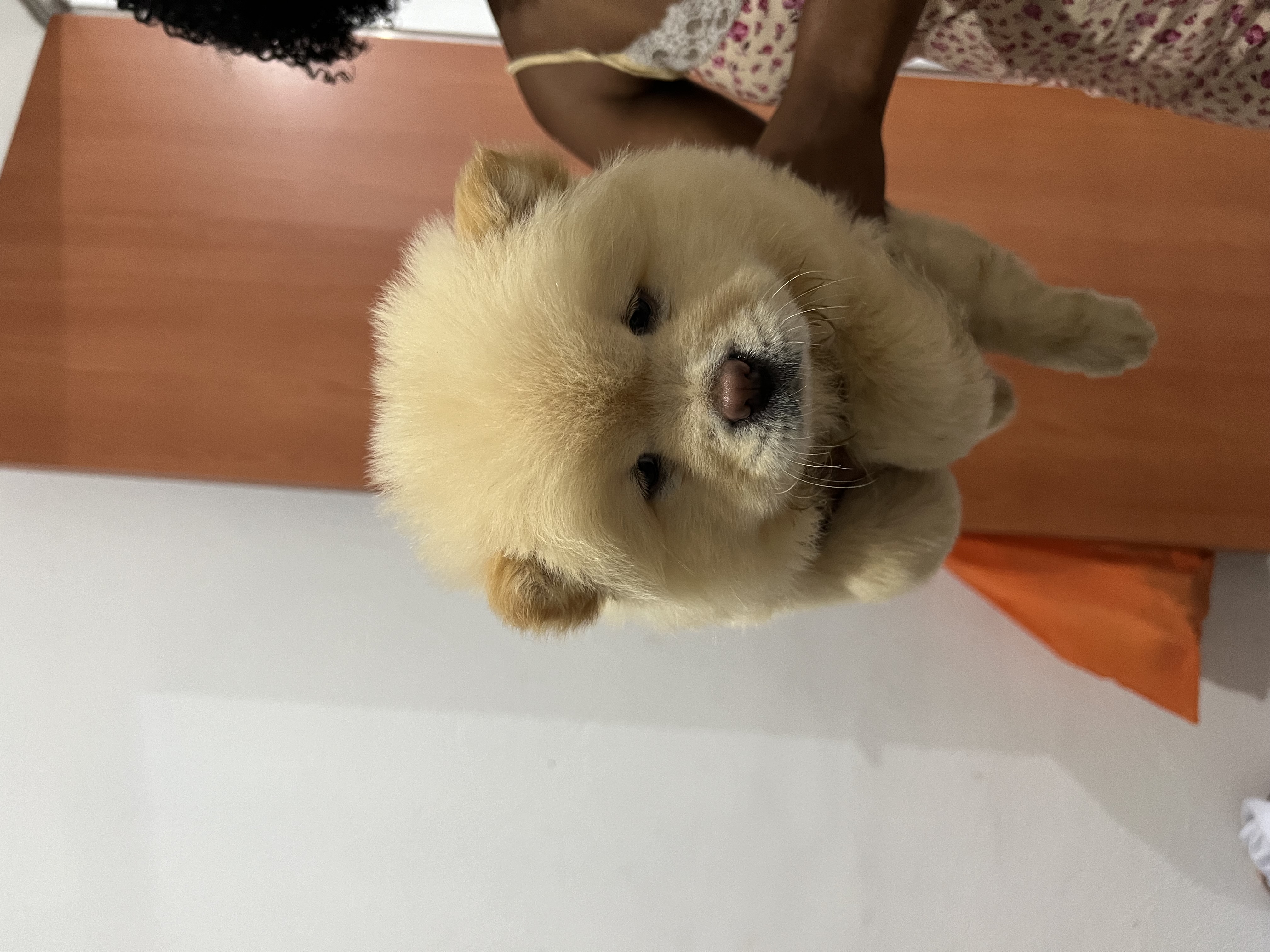 Chow chow  - Foto 3
