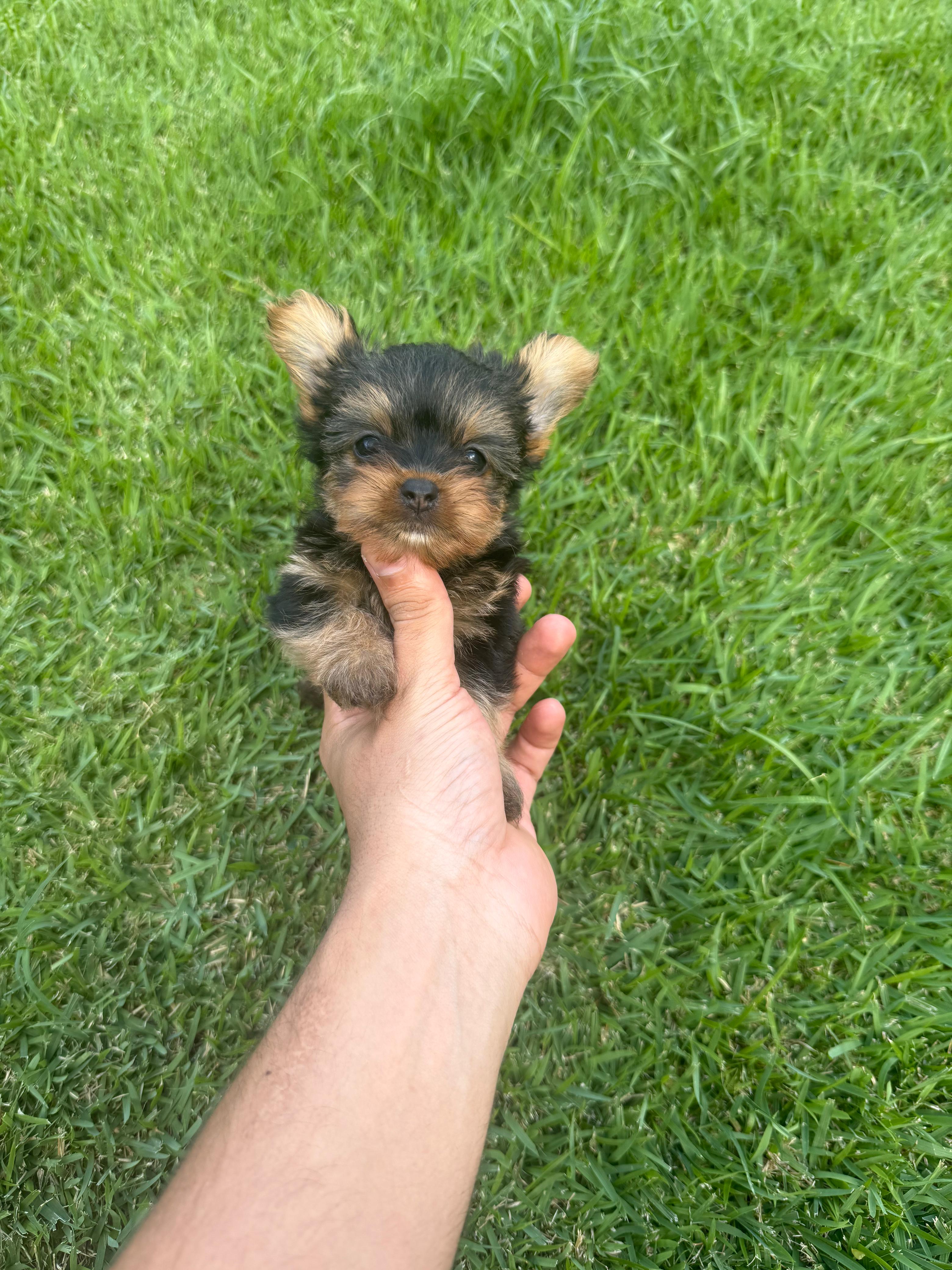 Vendo filhotes de Yorkshire terrier bibelô (minis) - Foto 3