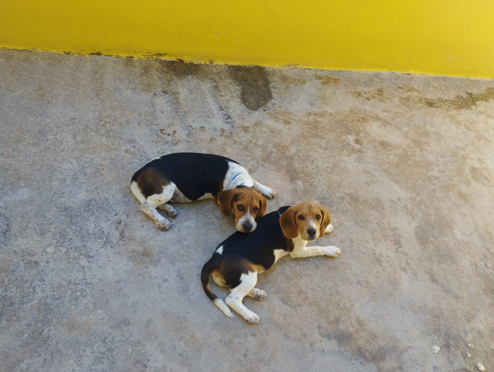 filhotes de Beagle Ouro Branco