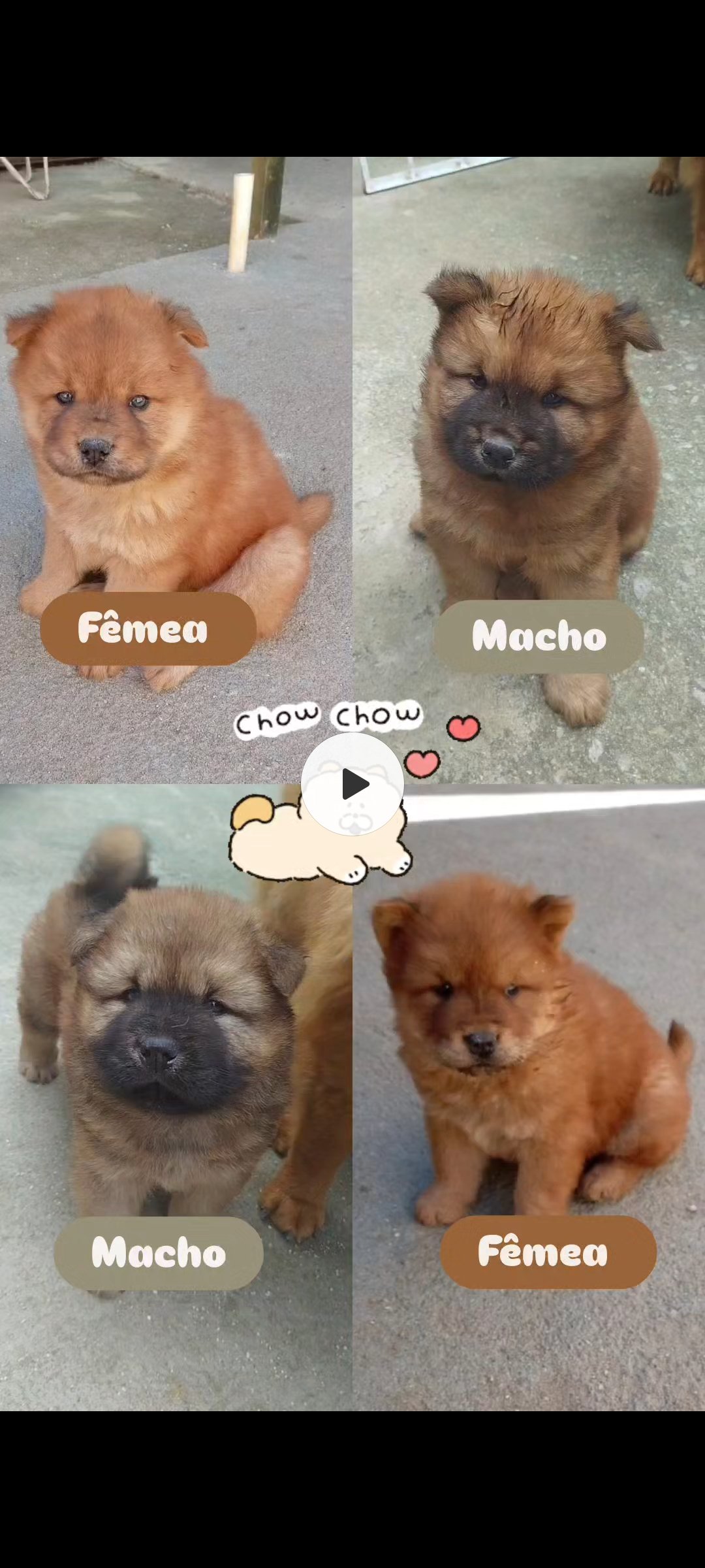 Filhotes de Chow Chow
