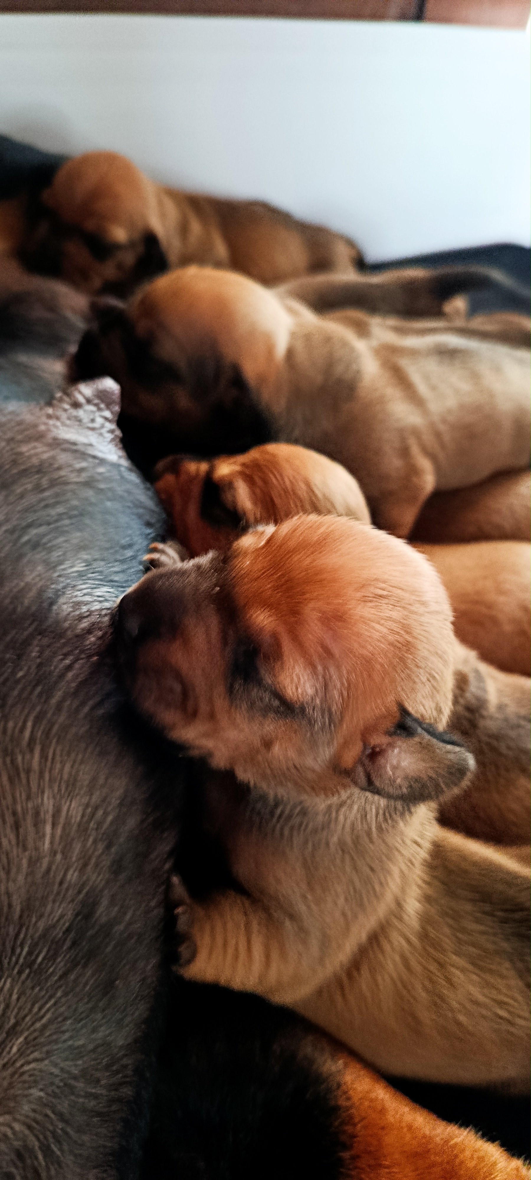 Filhotinhos de dachshund Salsichinha - Foto 1