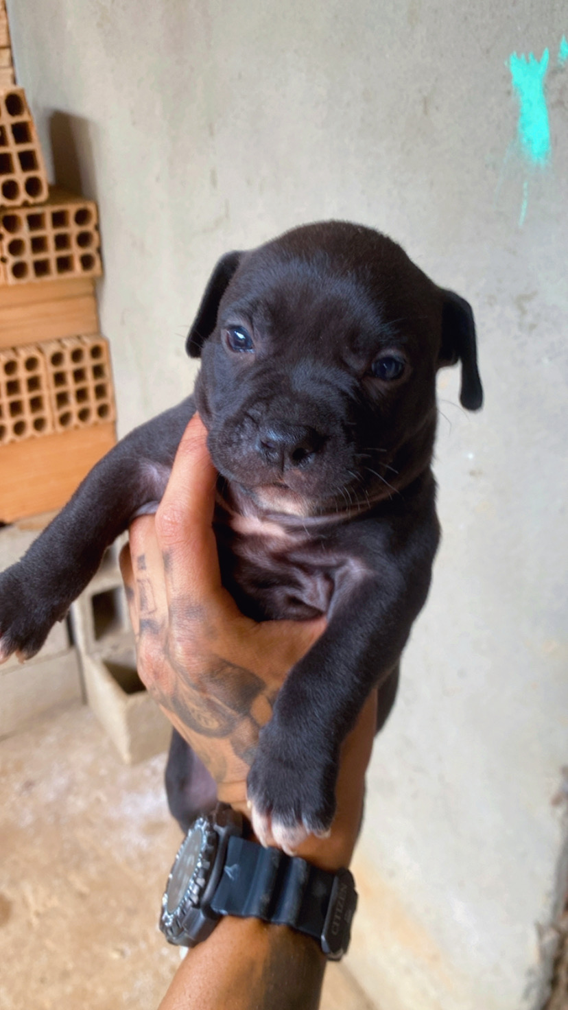 Portal Vendocão American bully Betim