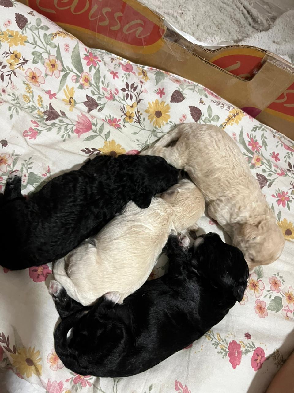 Portal Vendocão Vendo filhotes de poodle Teresina