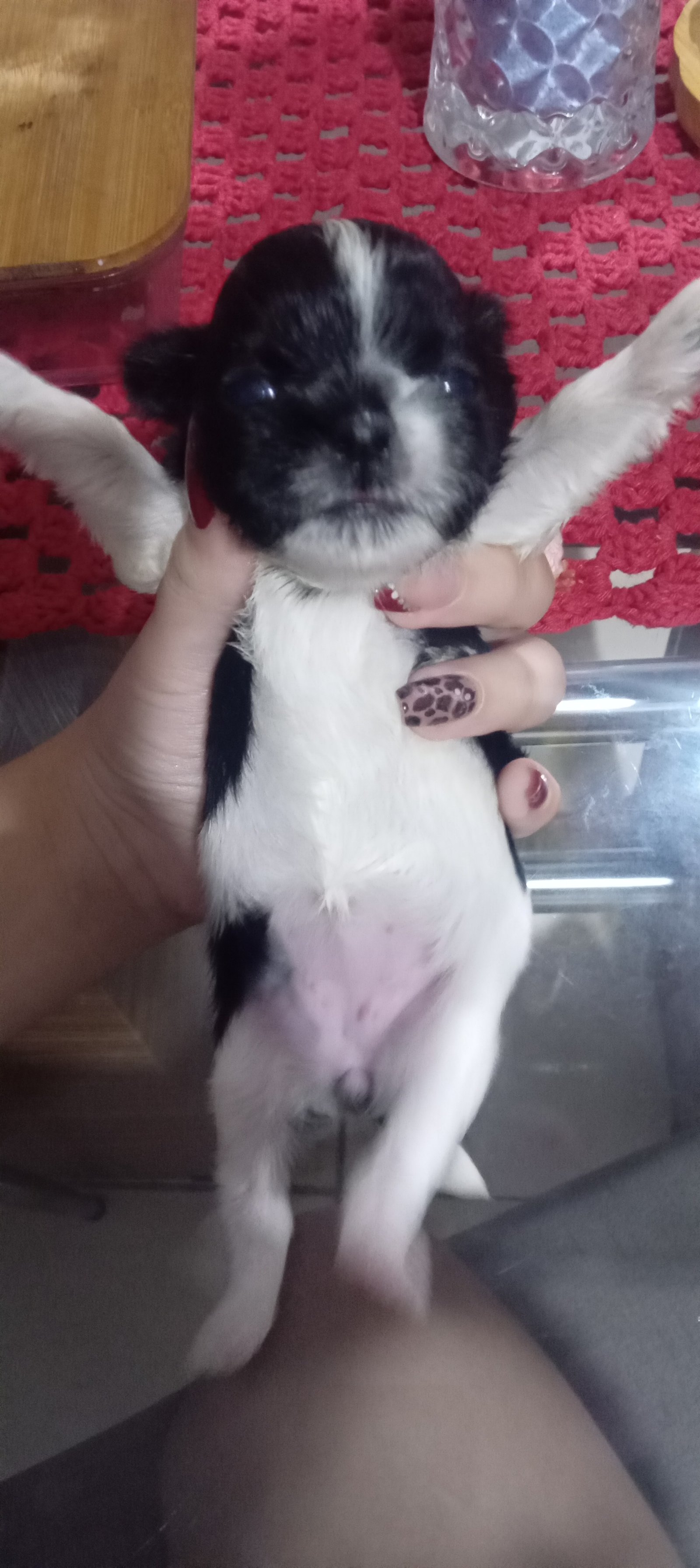 Shih Tzu Filhote Puro com Pedigree - Foto 5