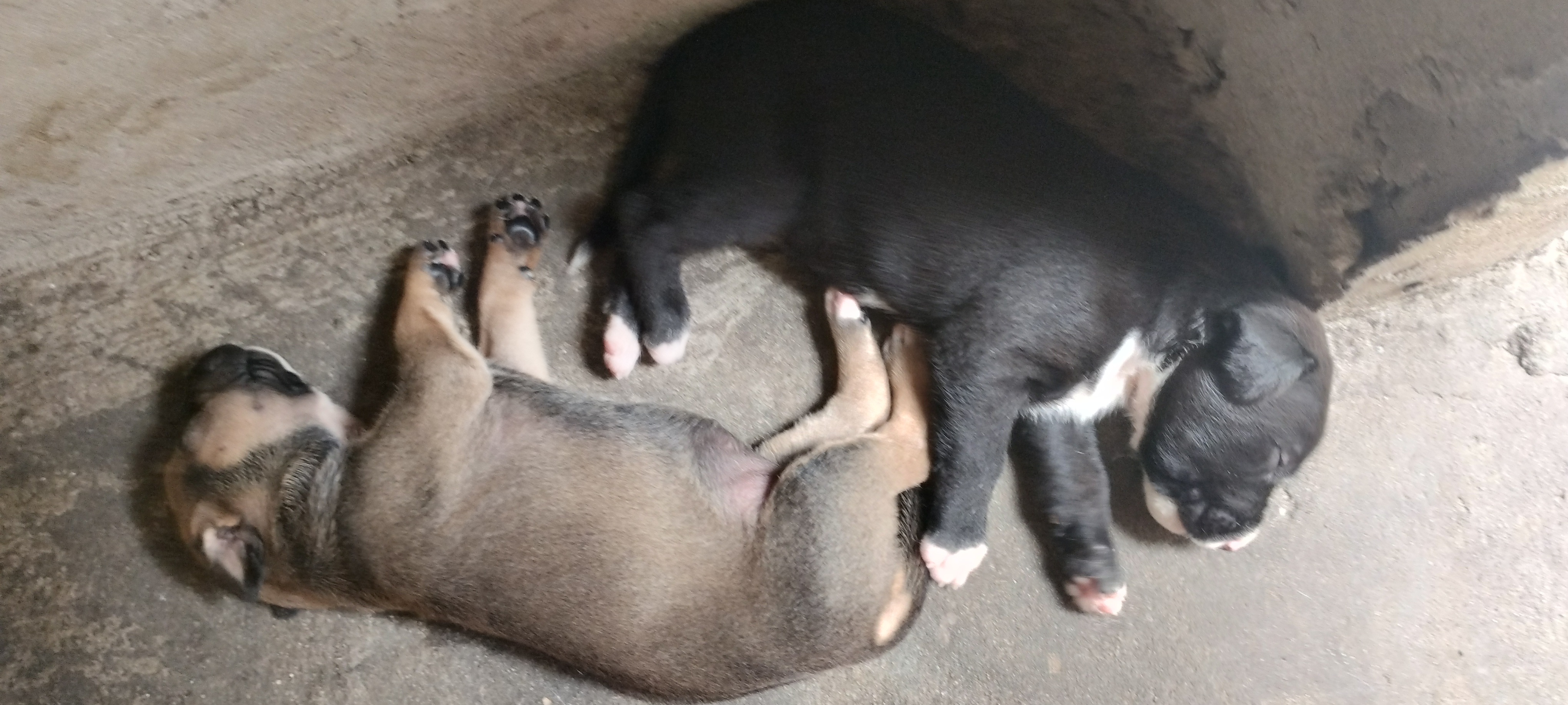 Portal Vendocão Vendo filhote de cachorro  Manaus