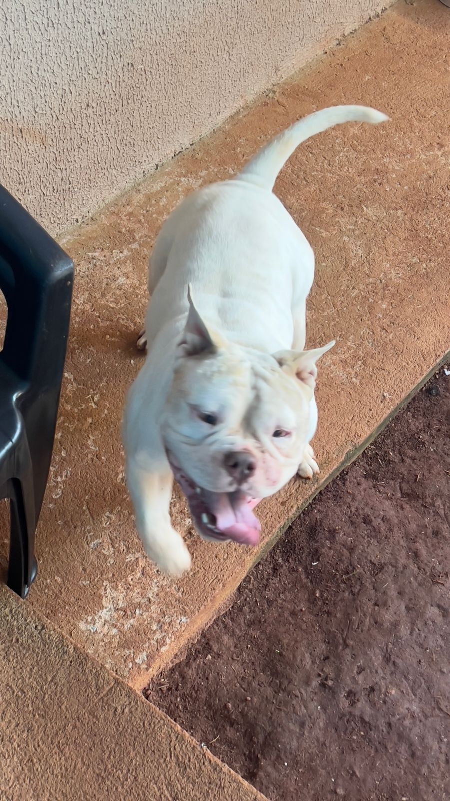 Portal Vendocão American Bully pocket Goiânia 