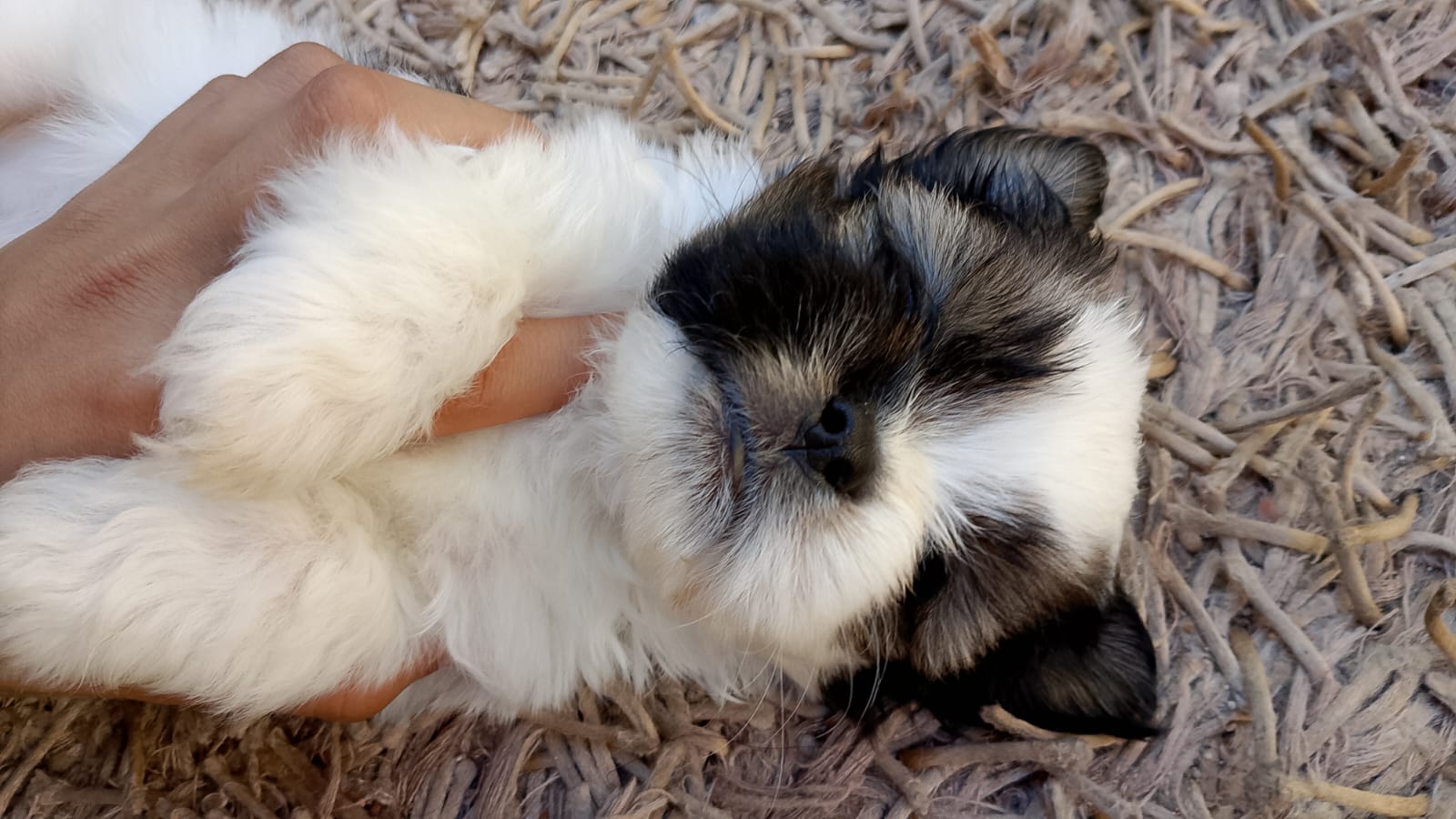 Portal Vendocão Filhote de shih tzu macho Belo Horizonte 