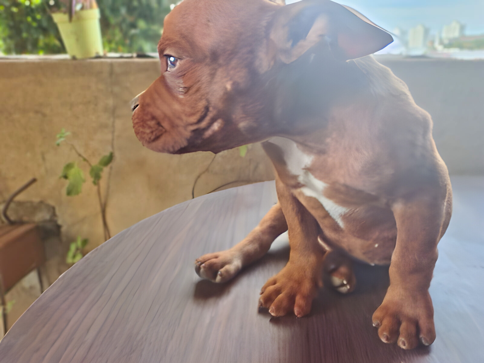 Filhotes Excepcionais a Pronta Entrega com Pedigree American Bully Micro . - Foto 2