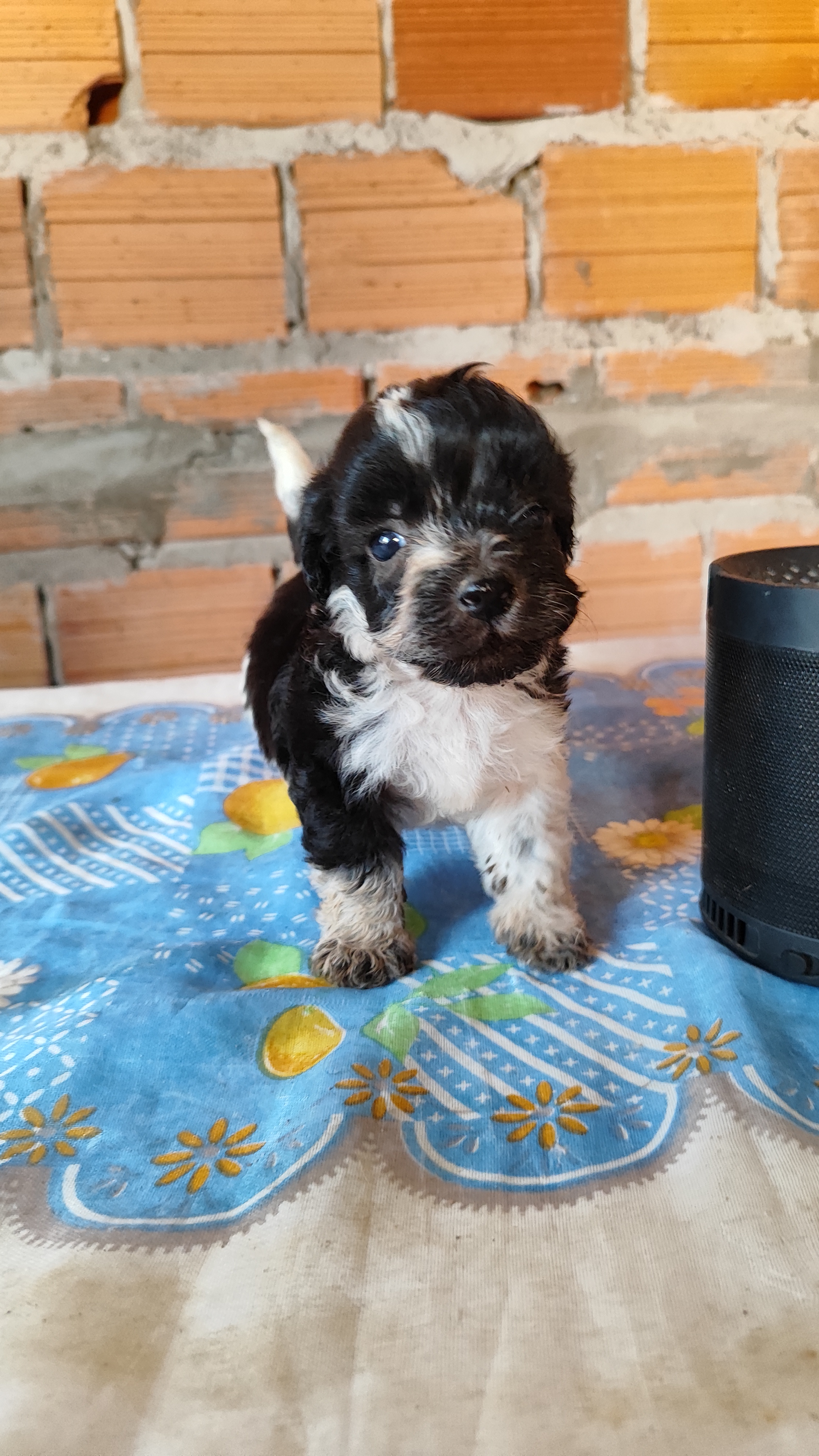 Portal Vendocão Filhotes de Poodle N:1, macho São José de Ribamar 