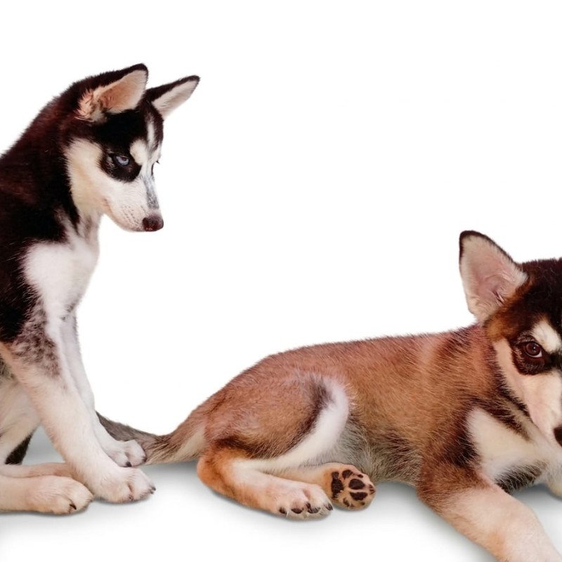 Filhote de husky macho vacinado vermifugado