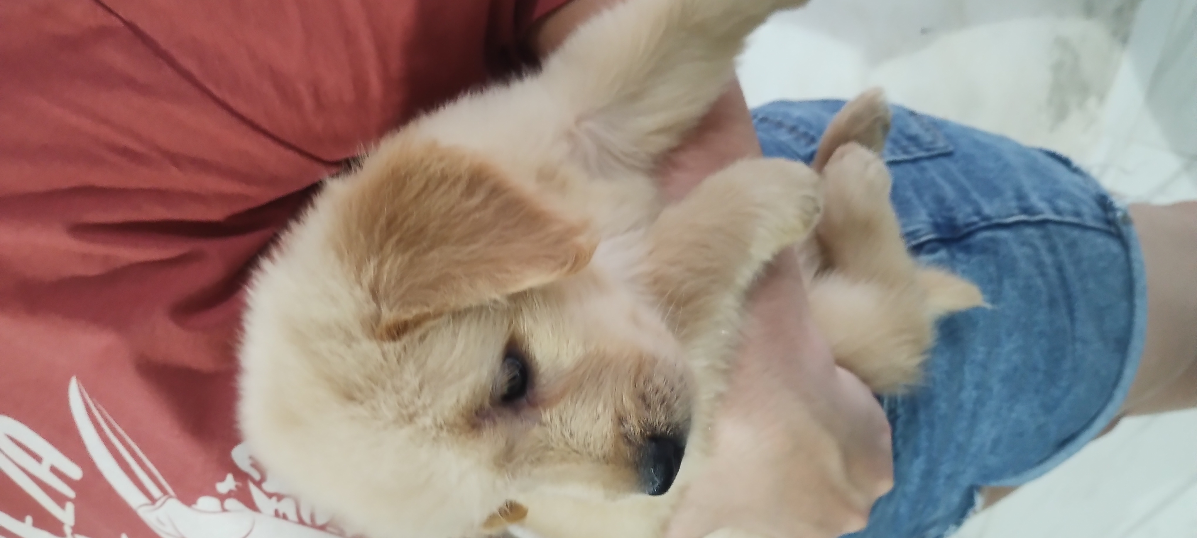 Portal Vendocão Golden retriever filhotes  Rio de Janeiro 