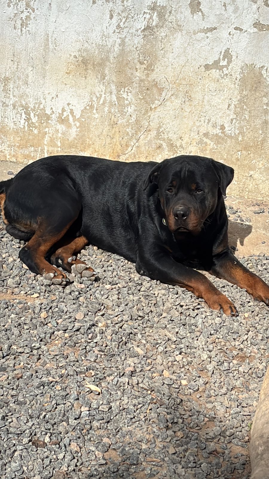 Rotweiller  - Foto 2