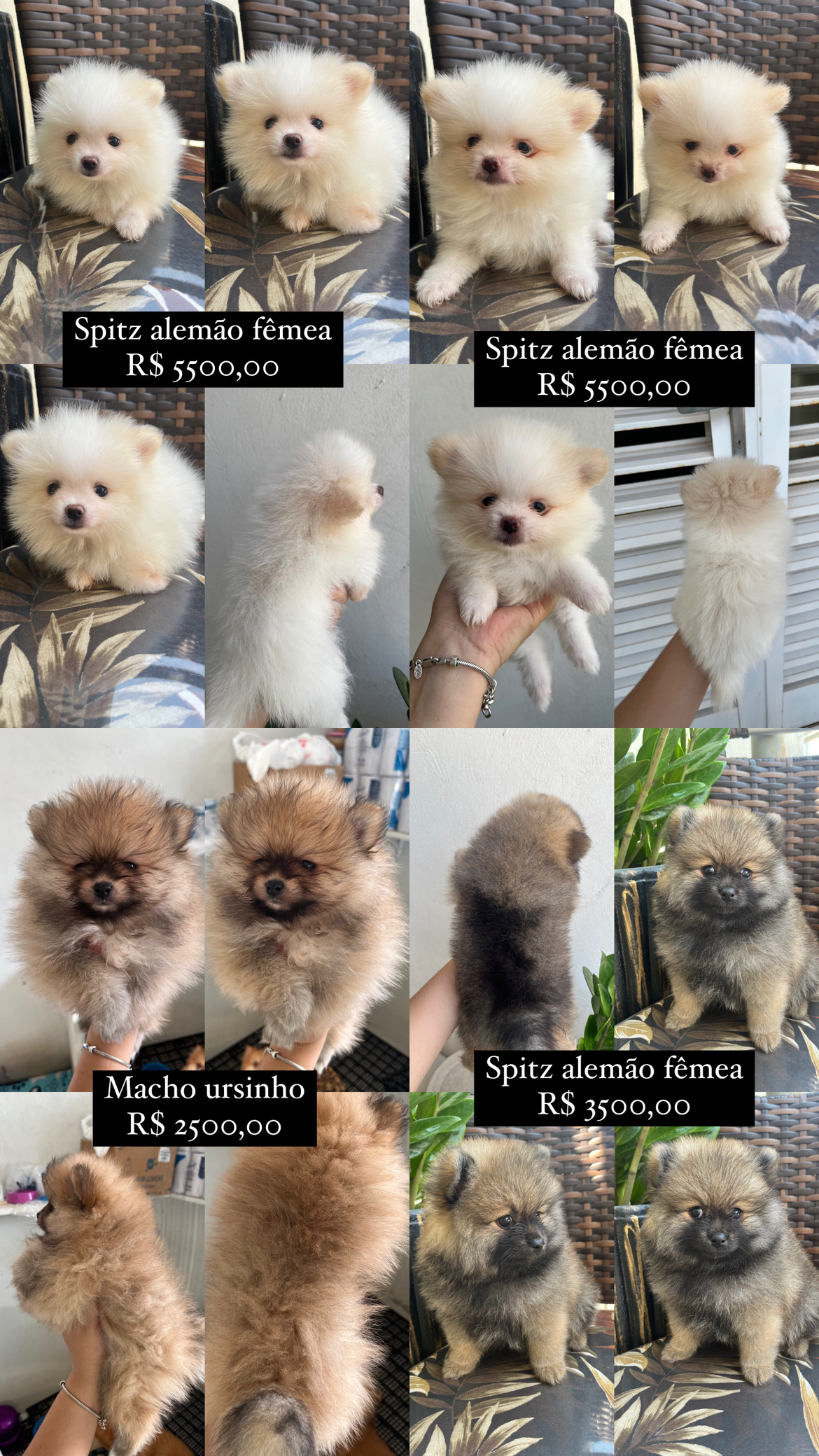 Portal Vendocão Spitz alemão machos e femeas Cuiaba