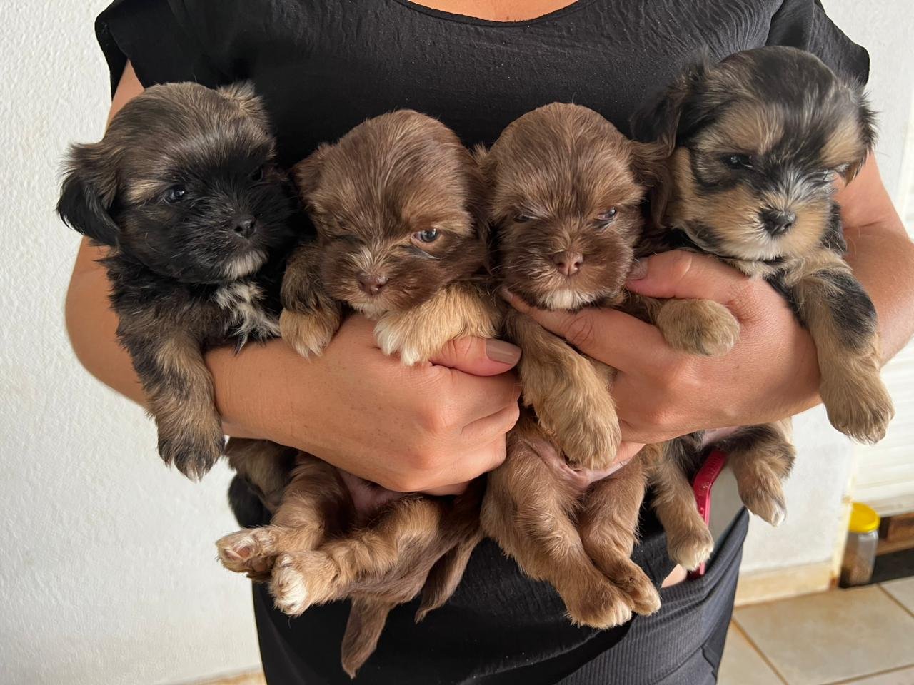 Vendo Shihtzu  - Foto 1