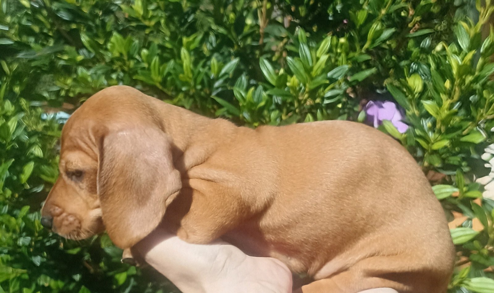 Vendo Filhote Fêmea Dachshund Basset "Salsicha"  - Foto 3