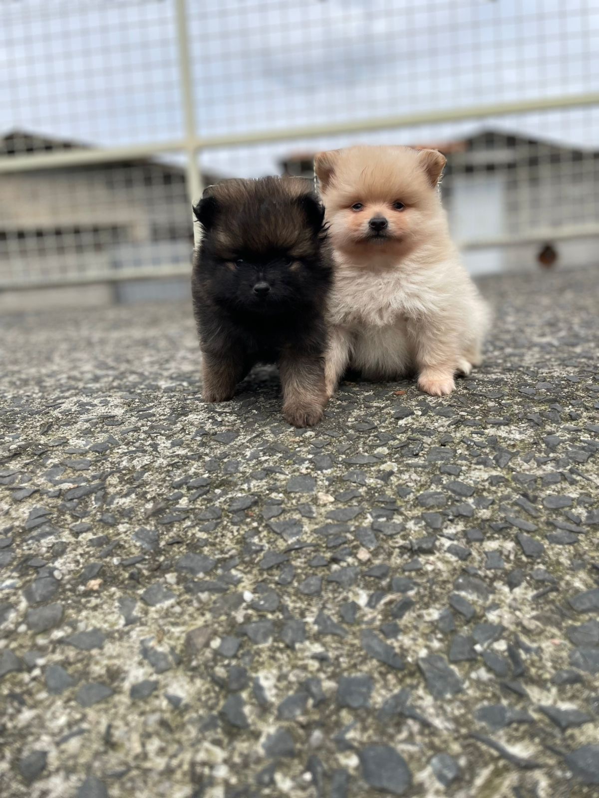 Portal Vendocão Lulus da Pomerânia à Venda – Mini Ursinhos Encantadores e Cheios de Carinho Criciúma