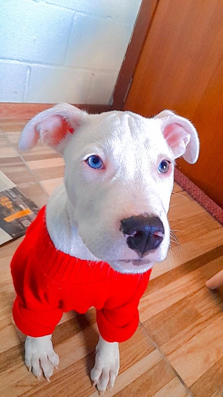 pitbull 3 meses - Foto 2