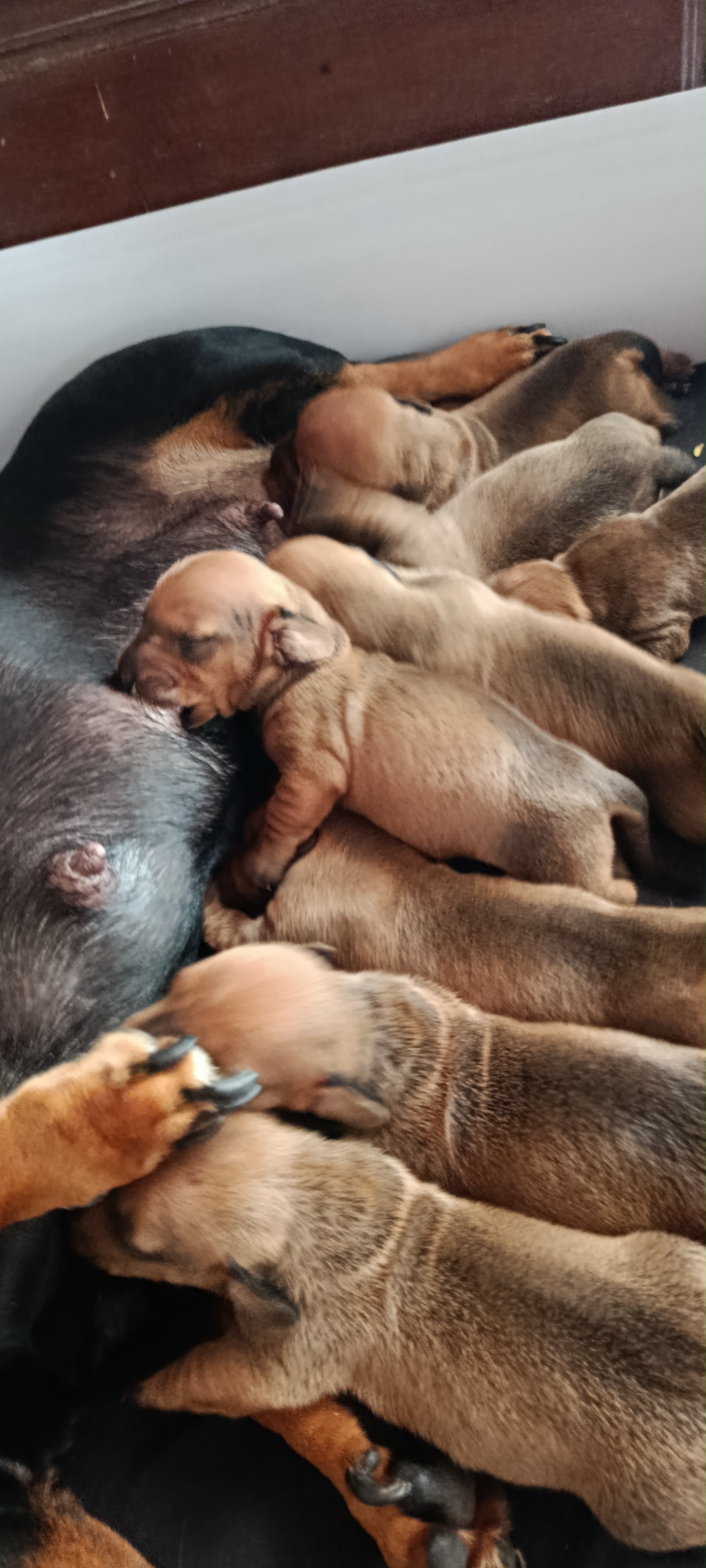 Filhotinhos de dachshund Salsichinha - Foto 2