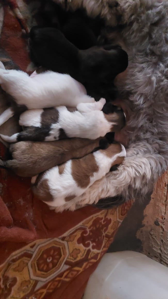 Portal Vendocão Shi tzu Várzea Grande