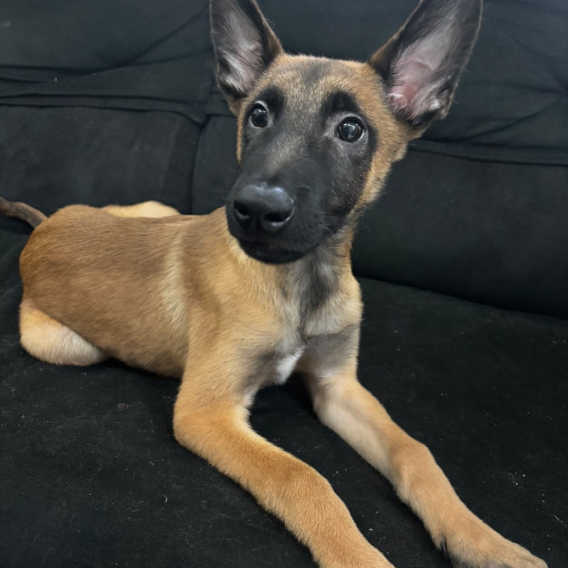 Lindo filhote de Pastor Malinois, macho e com 3 meses - Foto 2