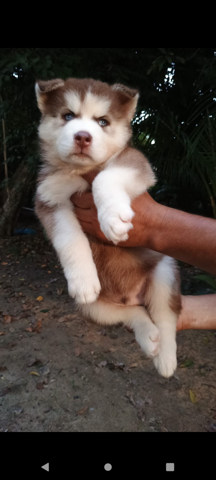 cachorros lindos  - Foto 1