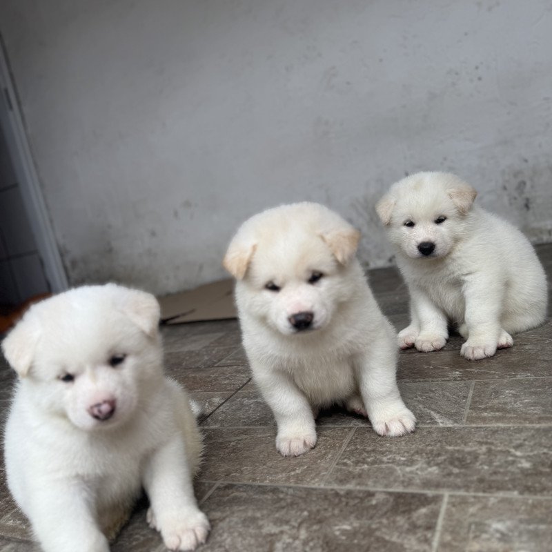 Últimos filhotes de Akita - Foto 1