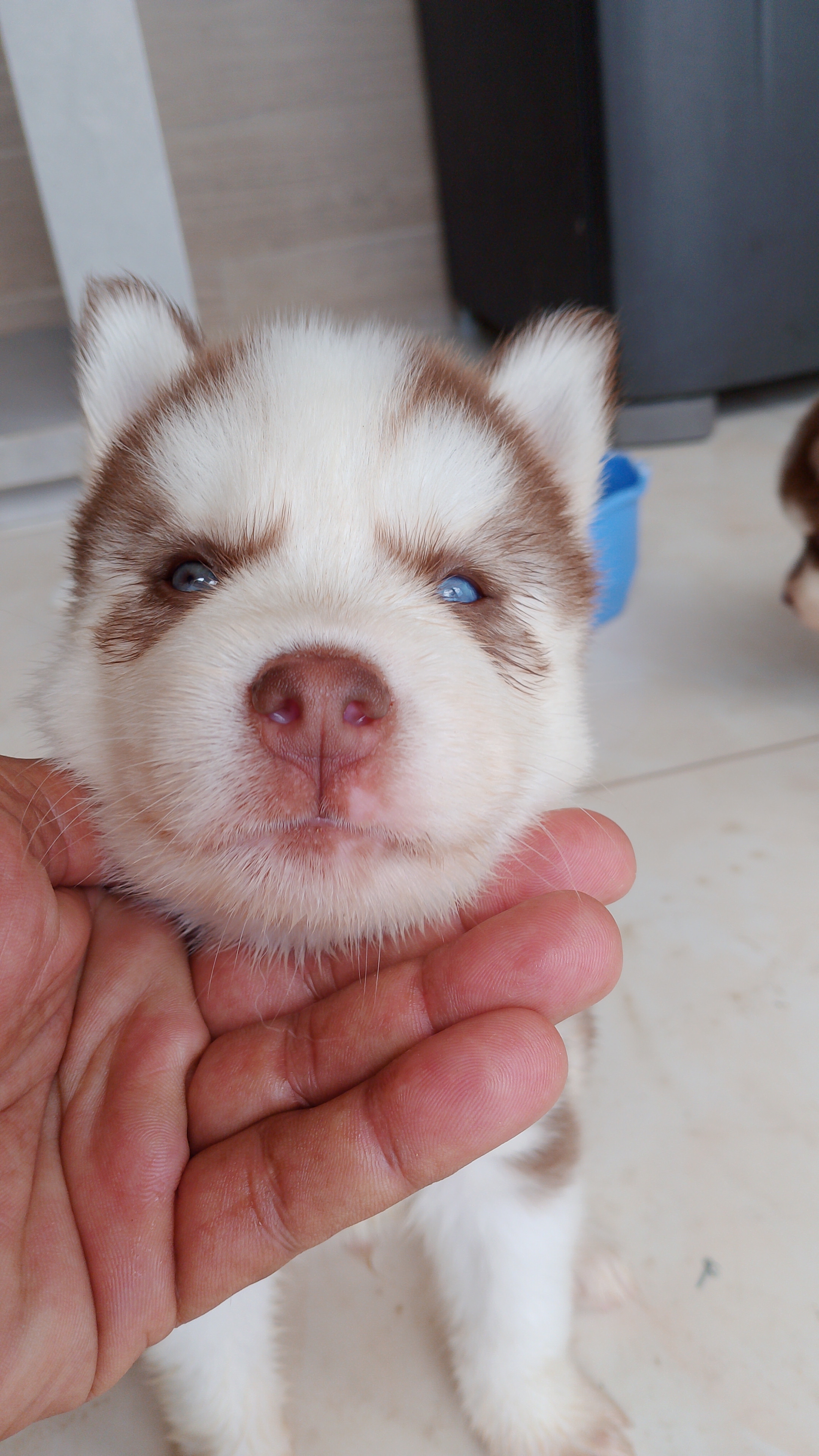 Portal Vendocão Lindos husky siberiano  Recife