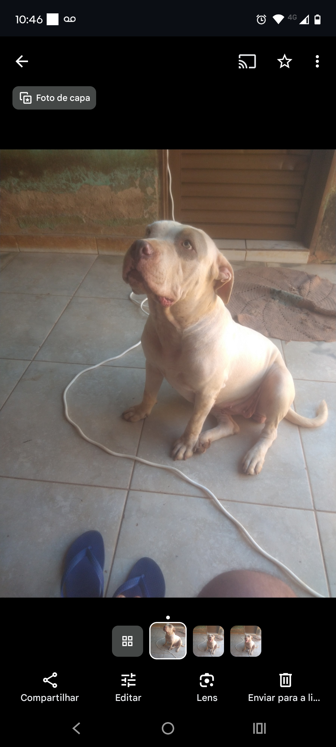 Portal Vendocão Filhotes de American bully  Anápolis 