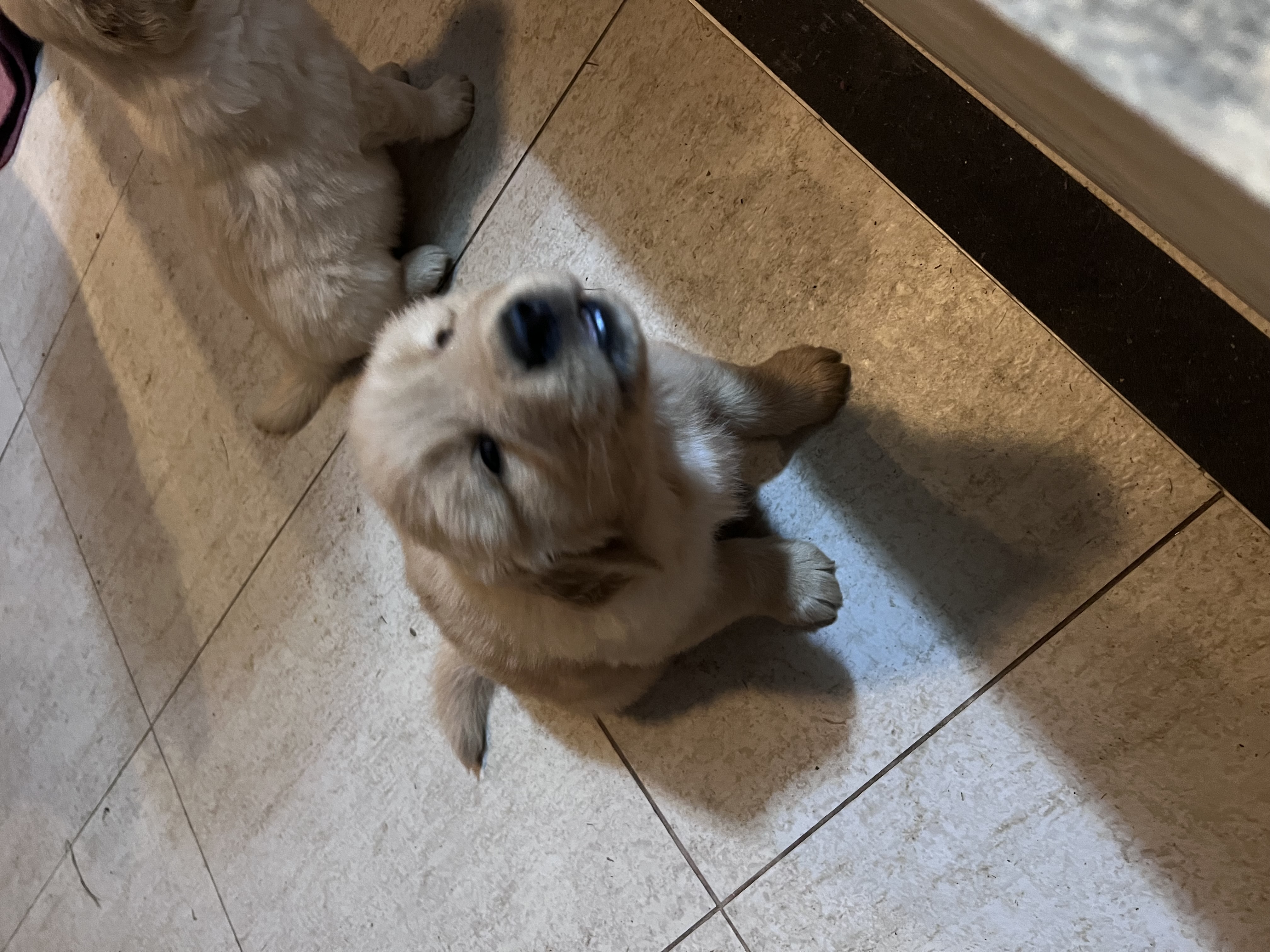Filhotes de Golden retriever  - Foto 3