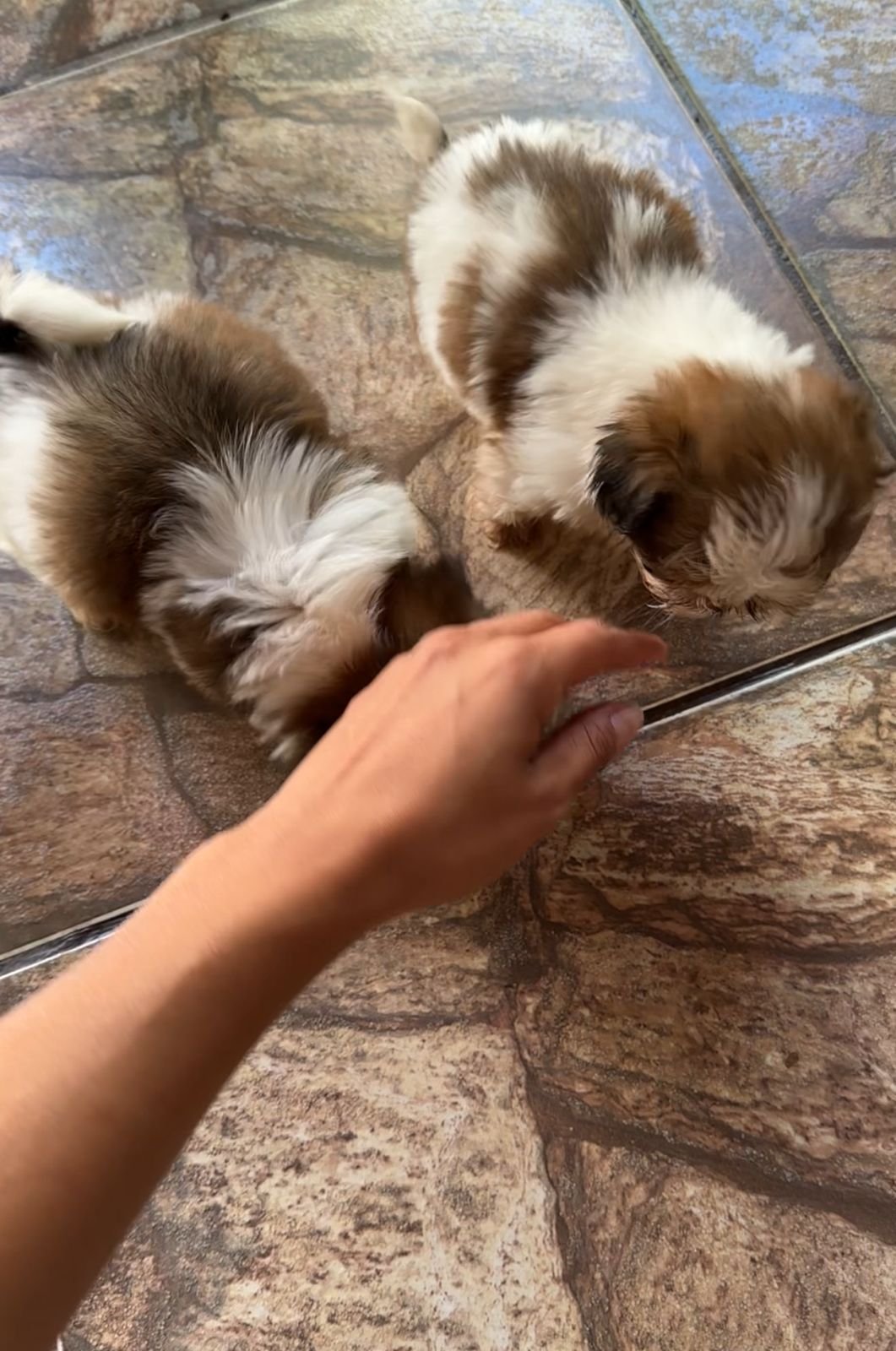 Mini Shih tzu - Foto 2