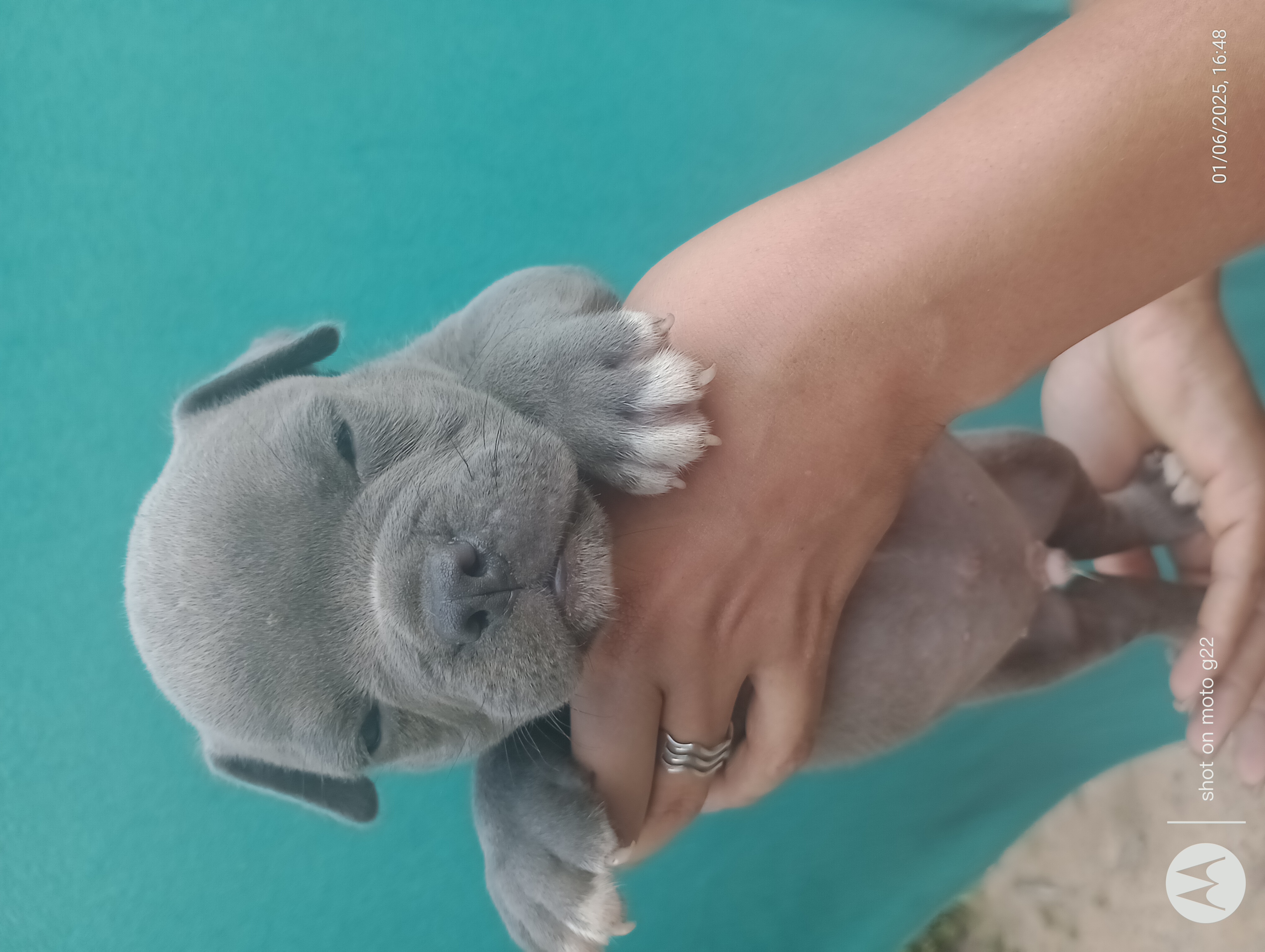 Portal Vendocão Filhote de American Bully  Paulista 