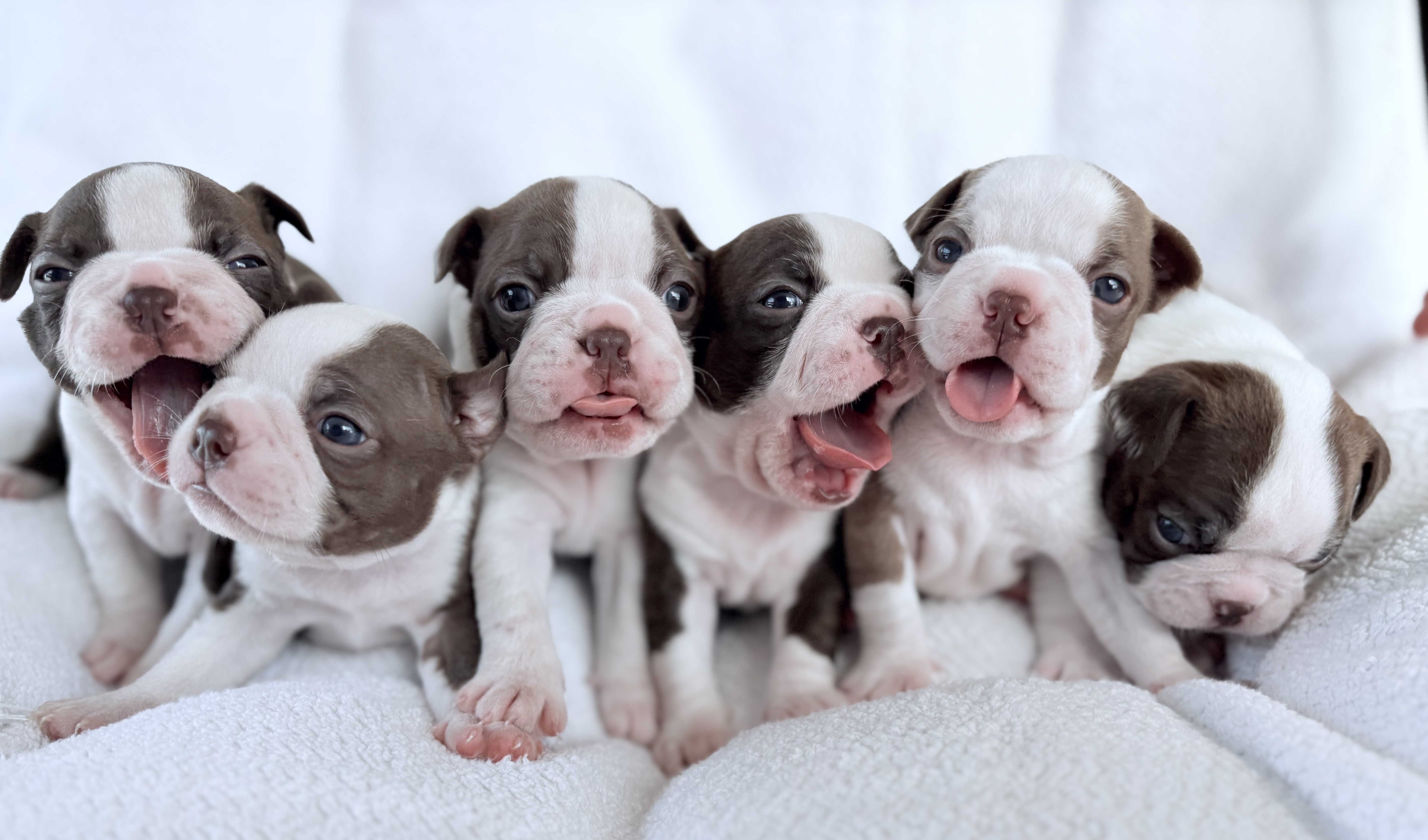 Portal Vendocão Boston Terrier Americano  Tramandai 
