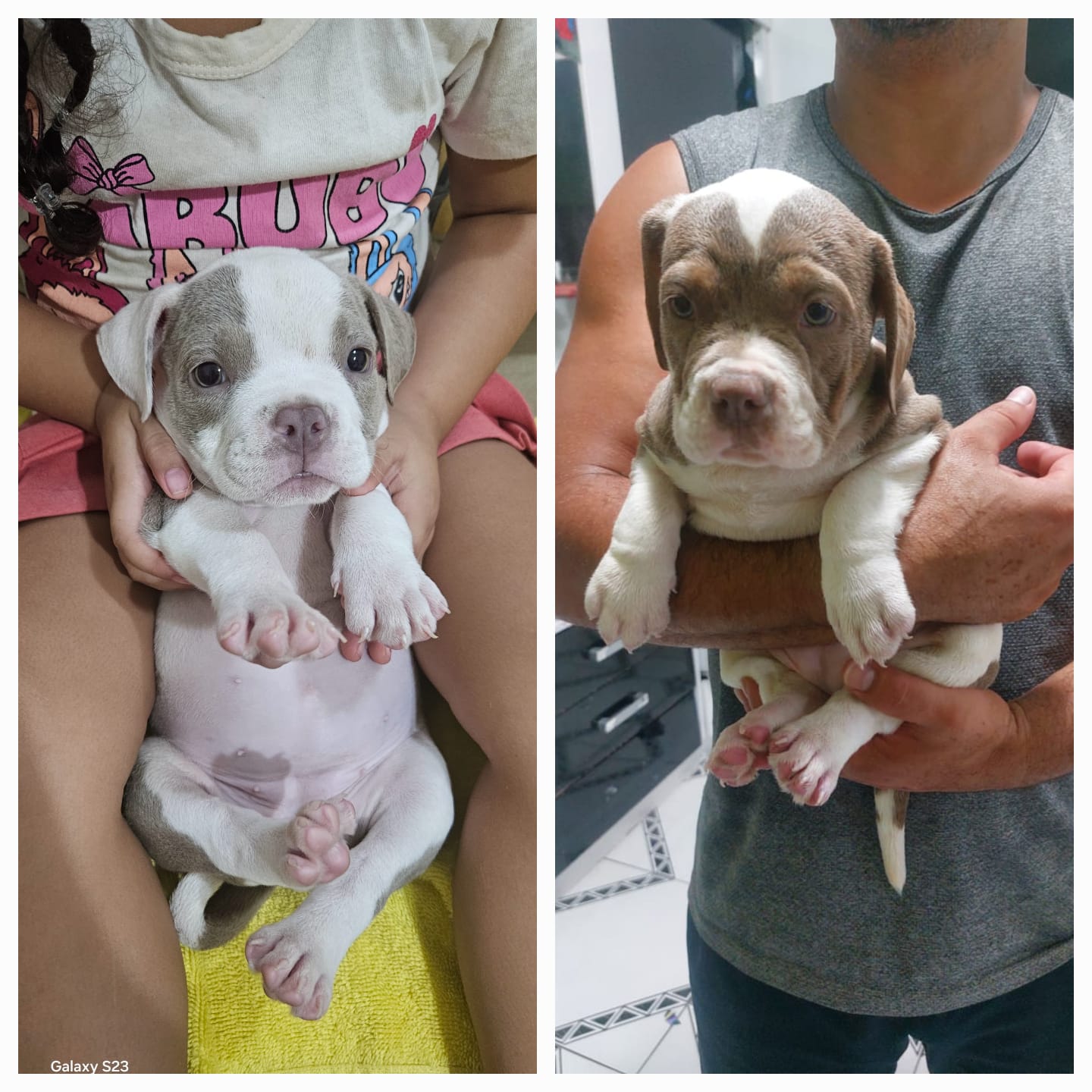 Filhote American Bully  - Foto 1